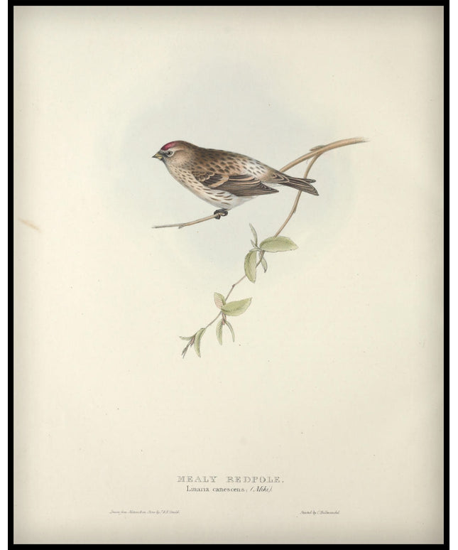 Linaria Canescens Poster