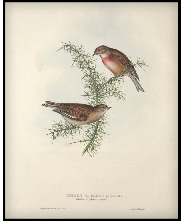 Linaria Cannabina Poster