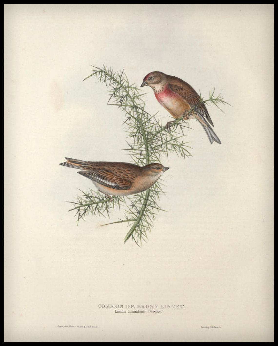 Affiche Linaria Cannabina