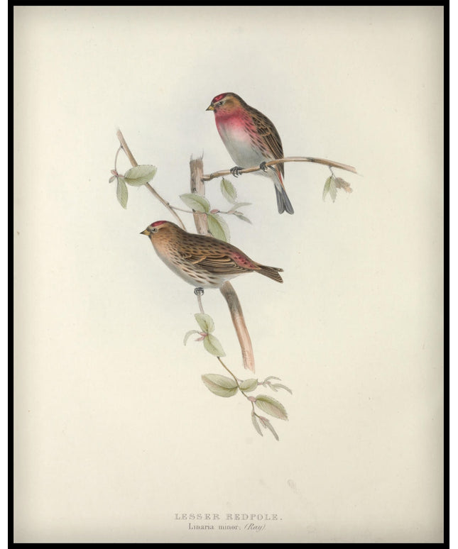 Linaria Minor Poster