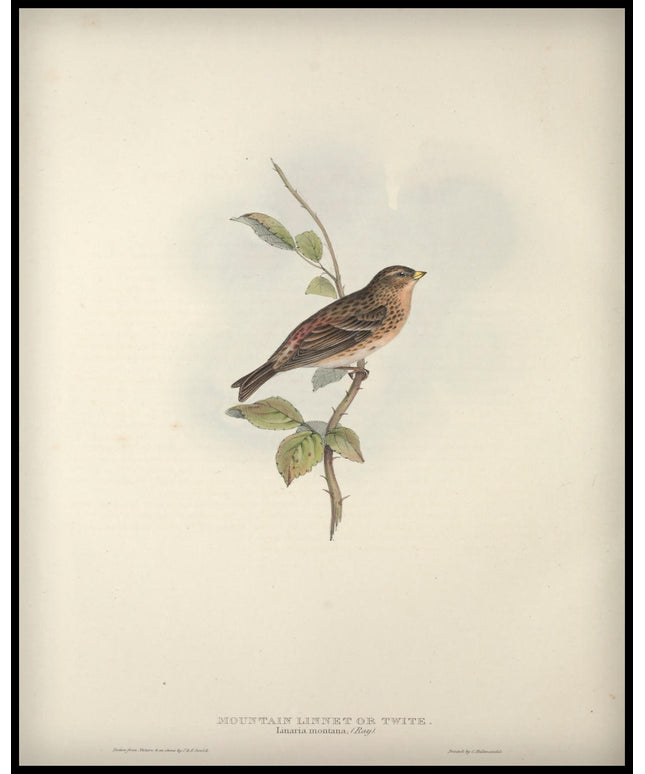 Linaria Montana Poster