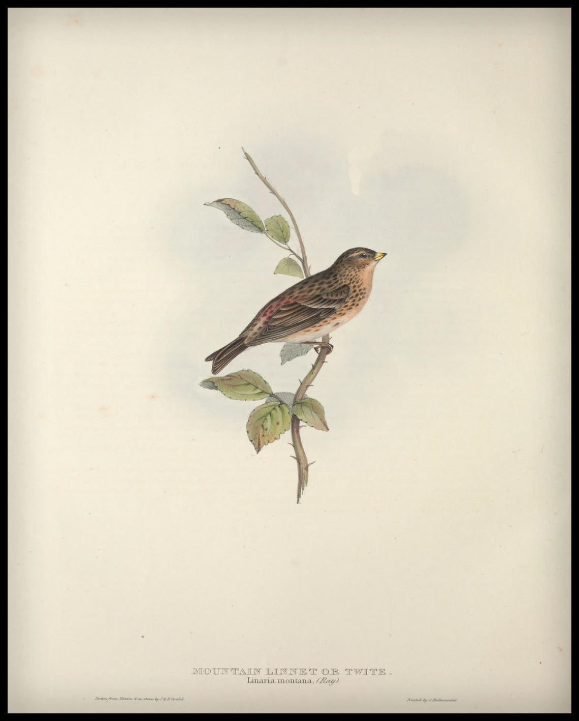 Affiche Linaria Montana