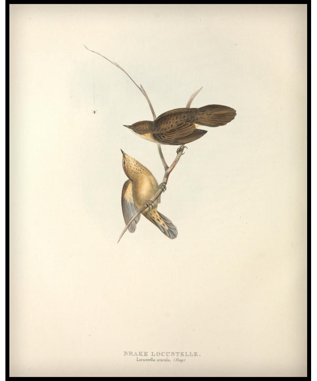 Locustella Avicula Poster