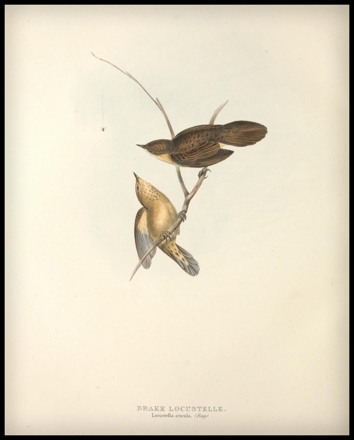 Affiche Locustella Avicula