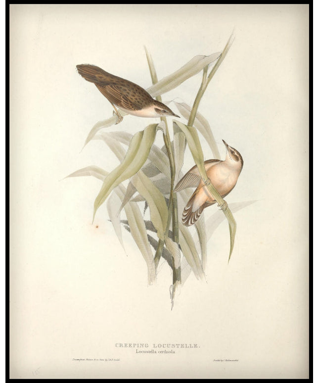 Locustella Certhiola Poster