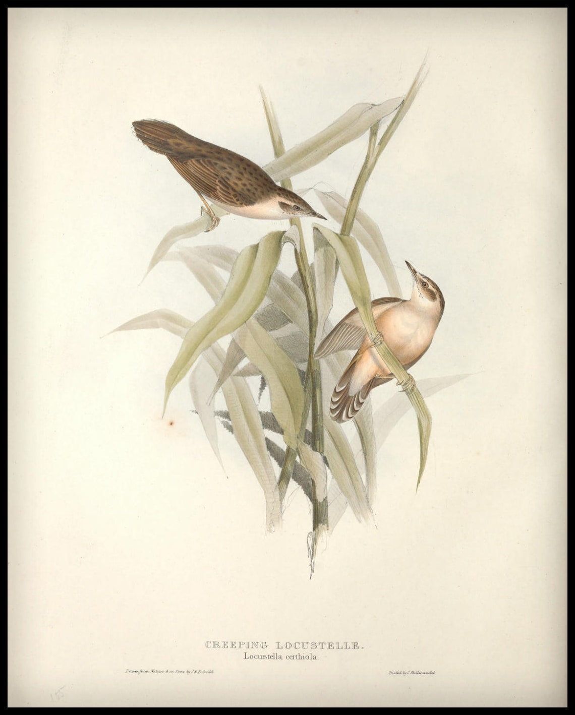 Affiche Locustella Certhiola