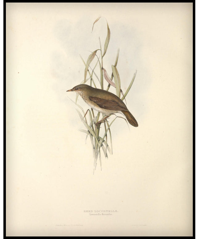 Locustella Fluviatilis Poster