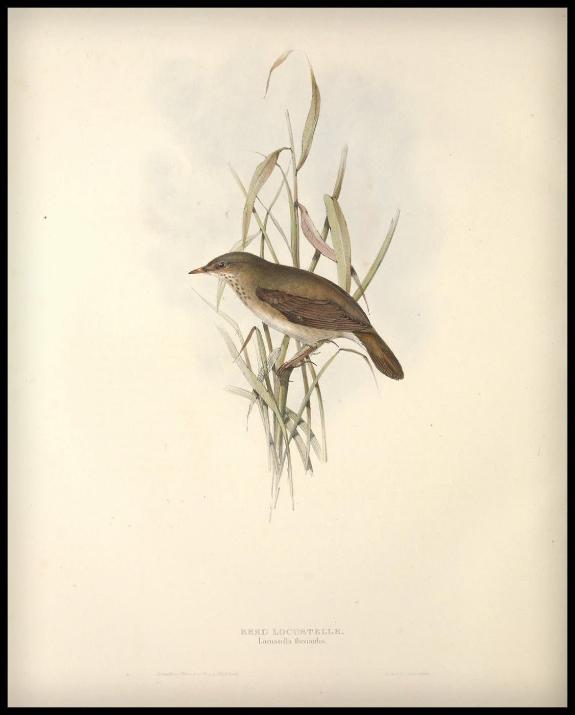 Affiche Locustella Fluviatilis