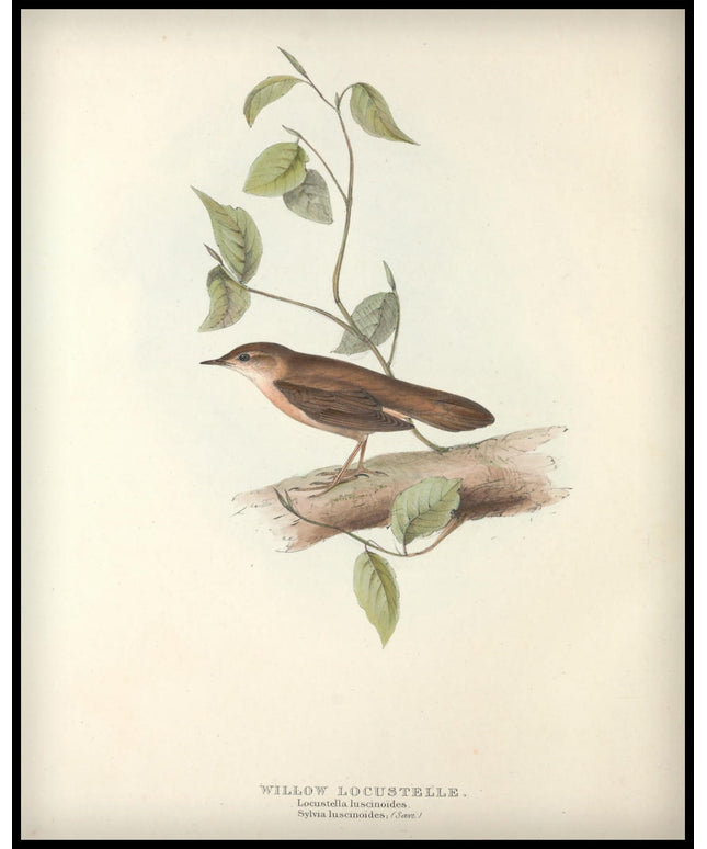 Locustella Luscinoides Poster