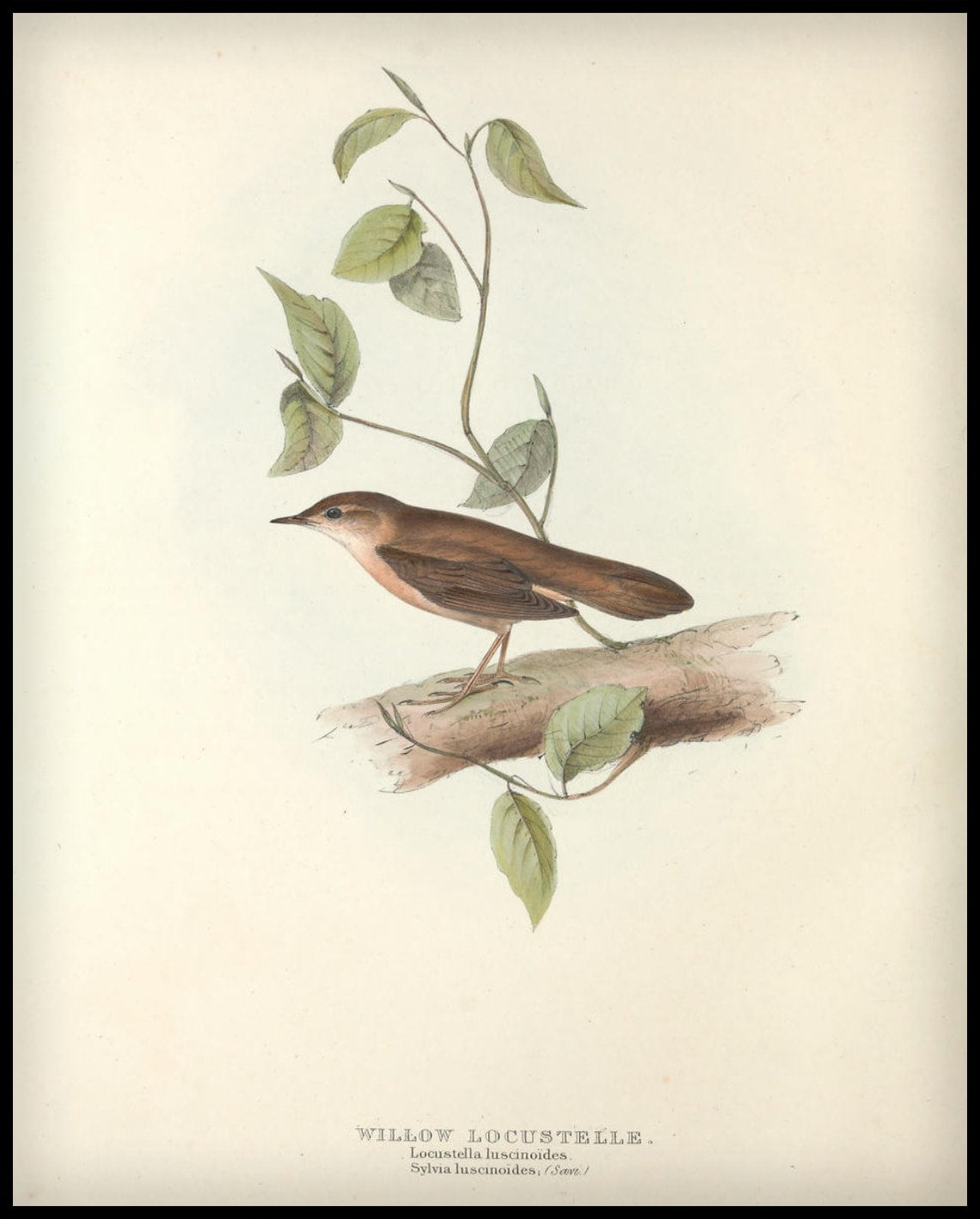 Affiche Locustella Luscinoides