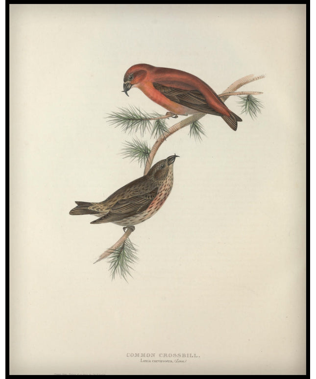 Loxia Curvirostra Poster