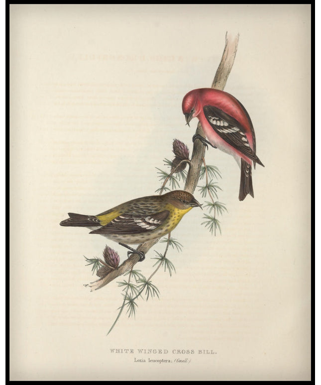 Loxia Leucoptera Poster