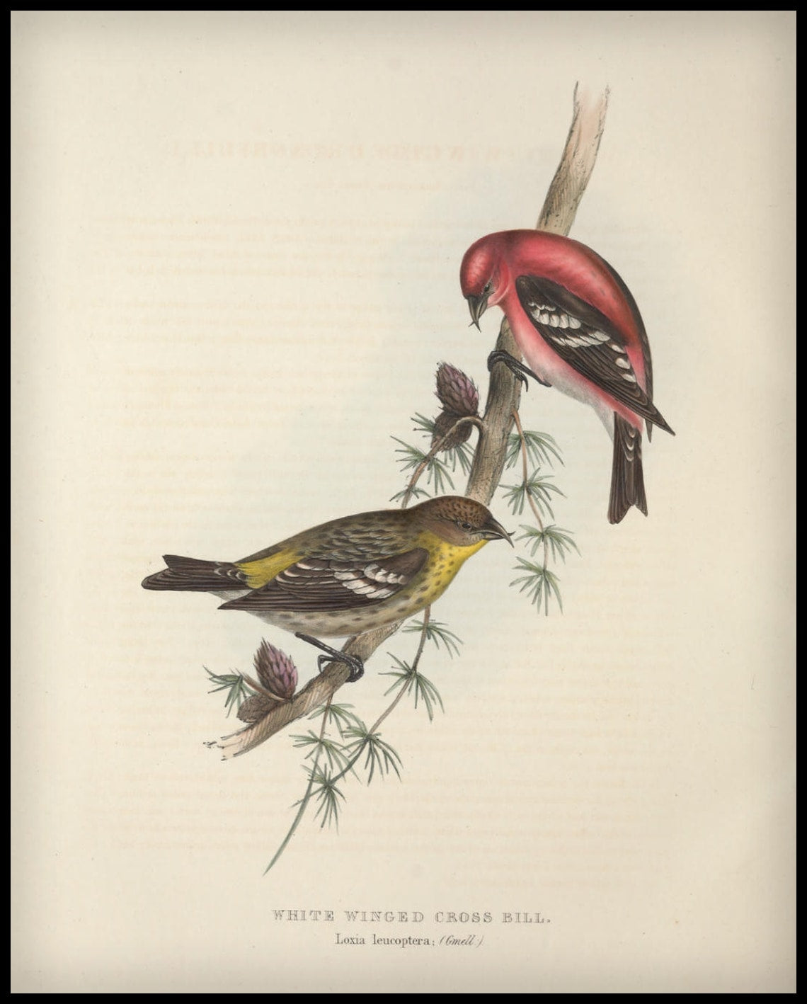 Poster Loxia Leucoptera
