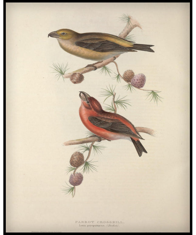 Loxia Pityopsittacus Poster