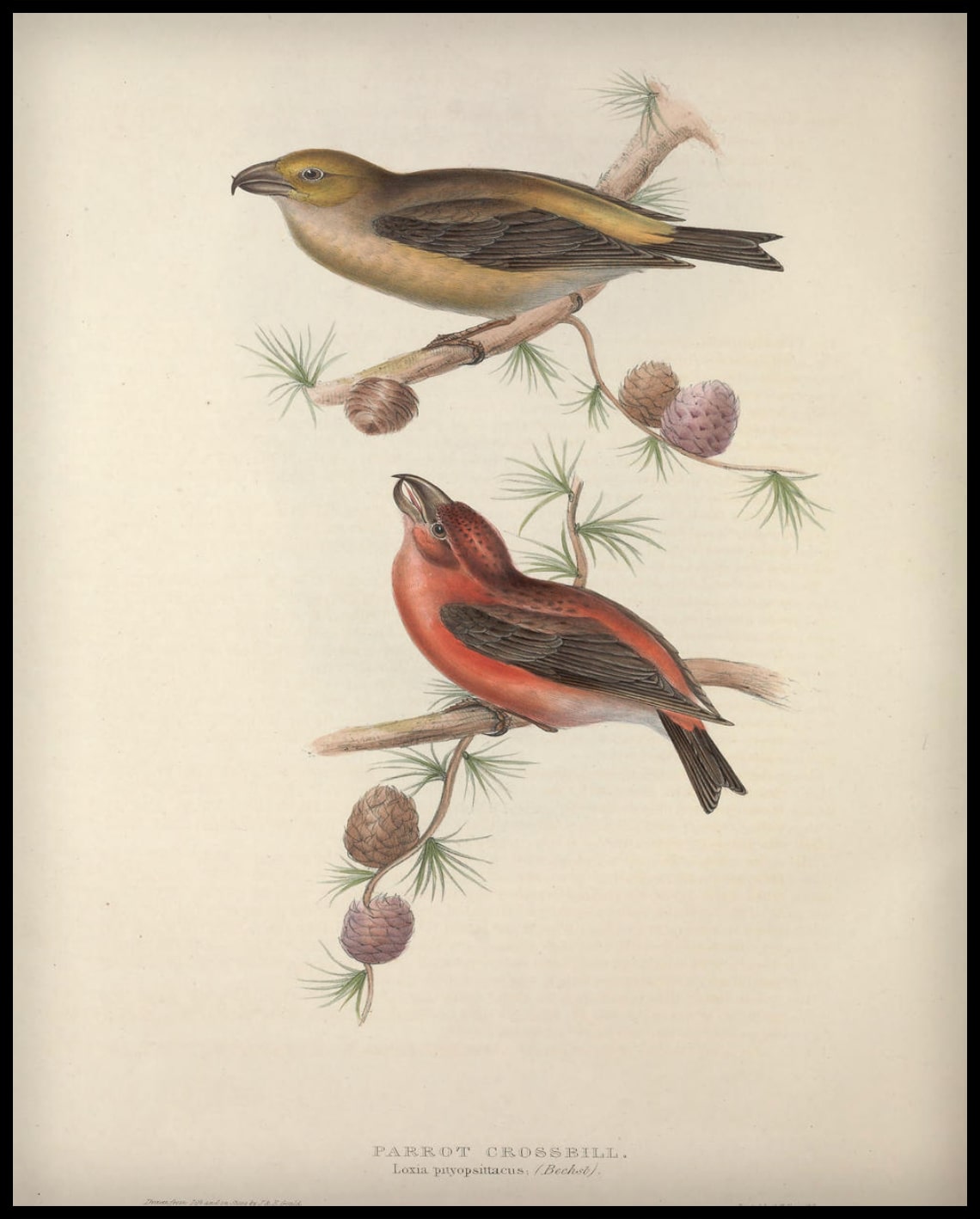 Poster Loxia Pityopsittacus