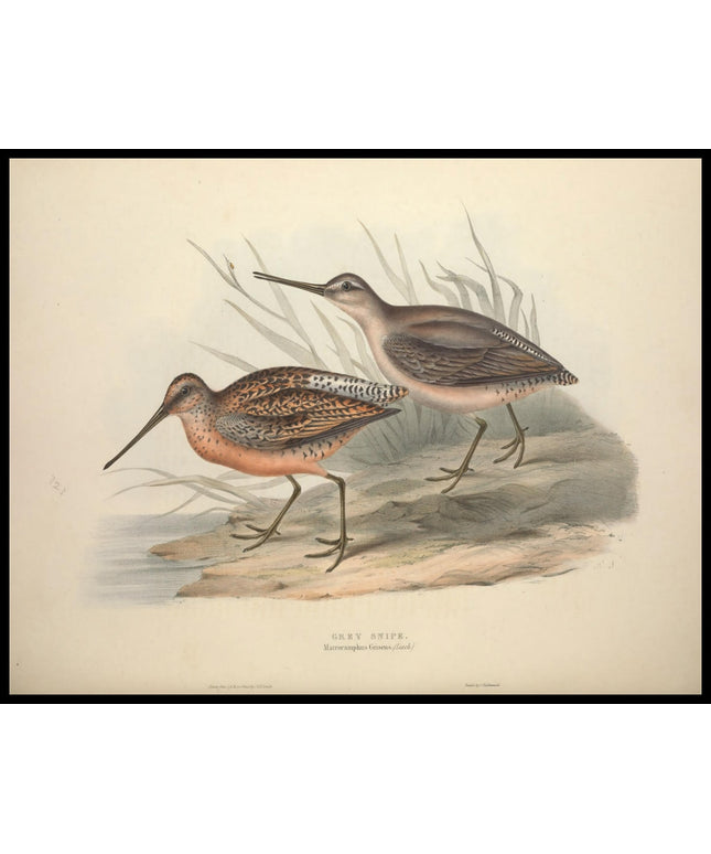 Macroramphus Griseus Poster