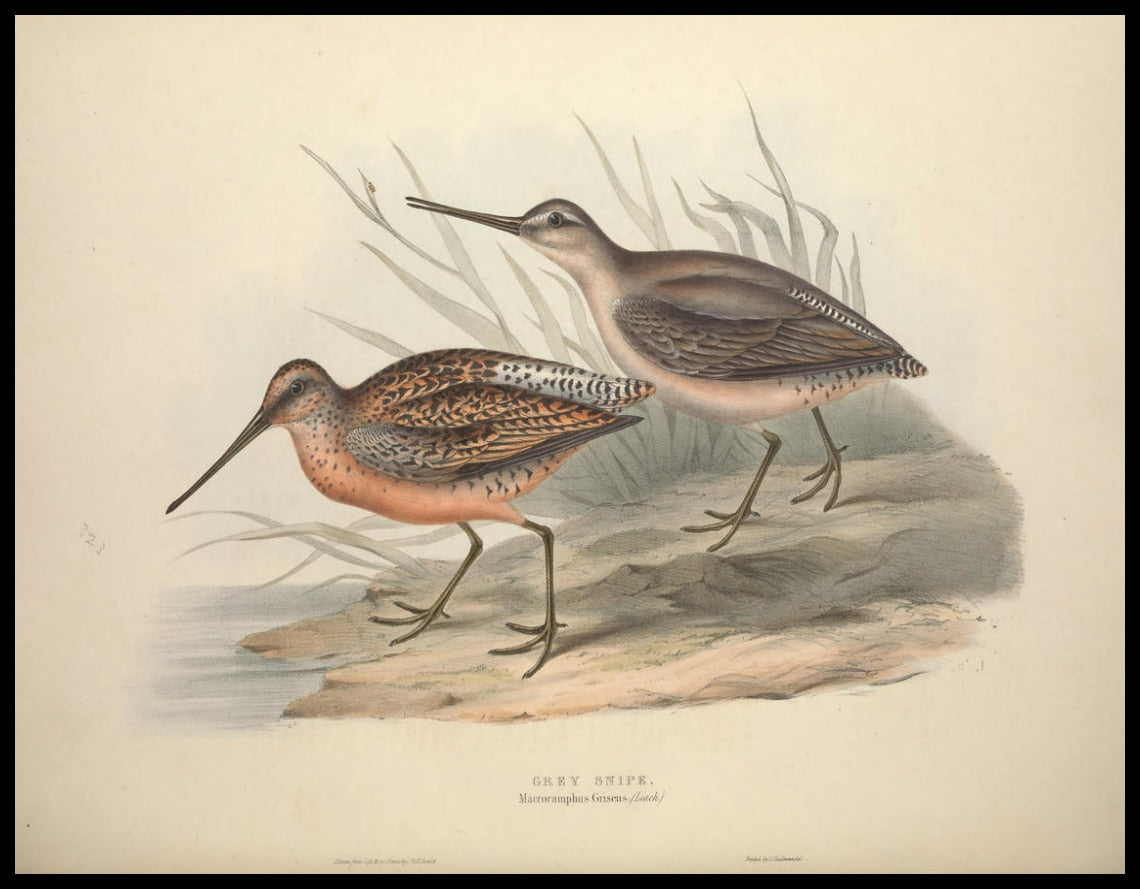 Poster Macroramphus Griseus