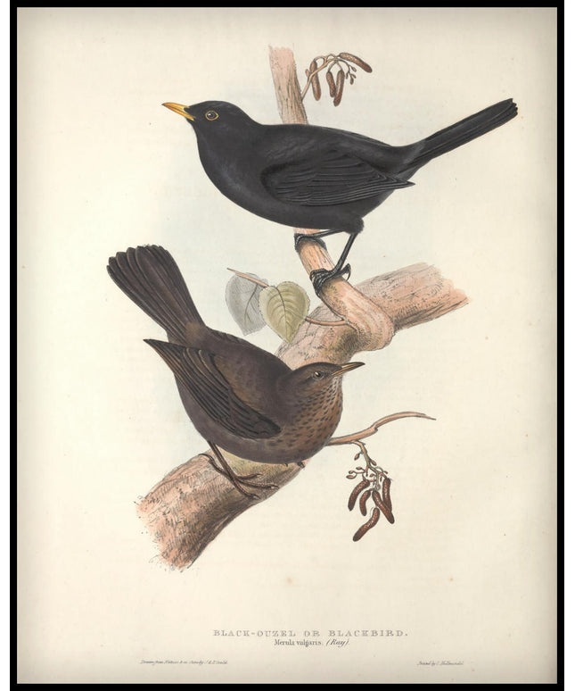 Marula Vulgaris Poster