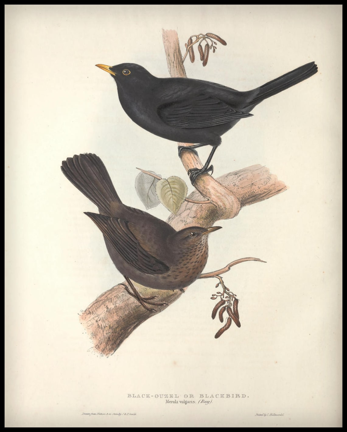 Poster Marula Vulgaris
