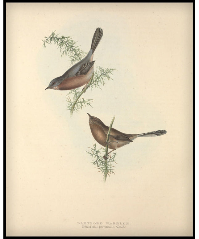 Melizophilus Provincialis Poster