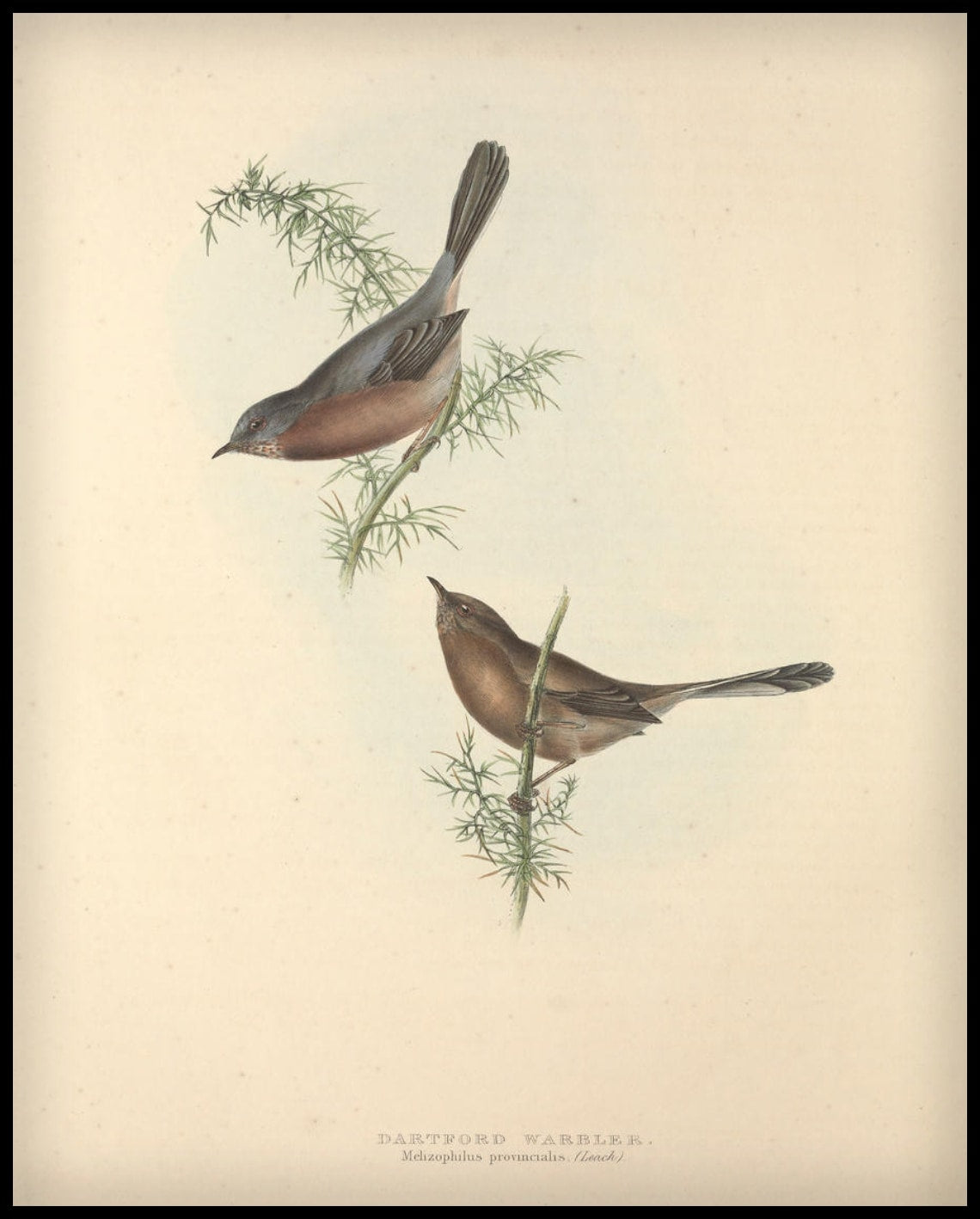 Poster Melizophilus Provincialis