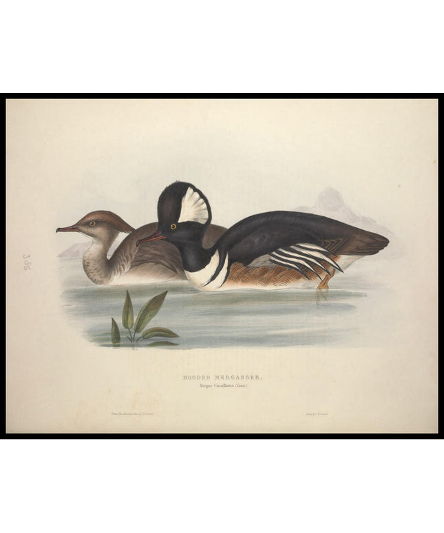 Mergus Cucullatus Poster