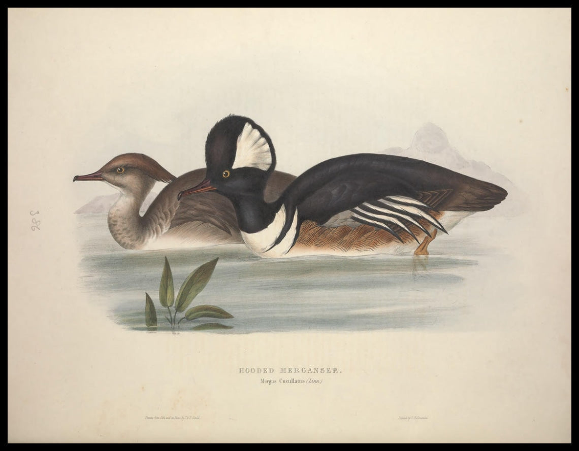 Poster Mergus Cucullatus