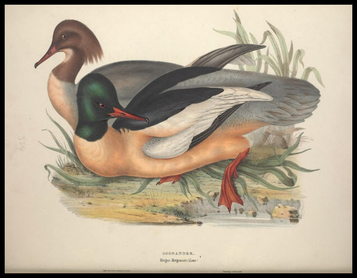 Poster Mergus Merganser