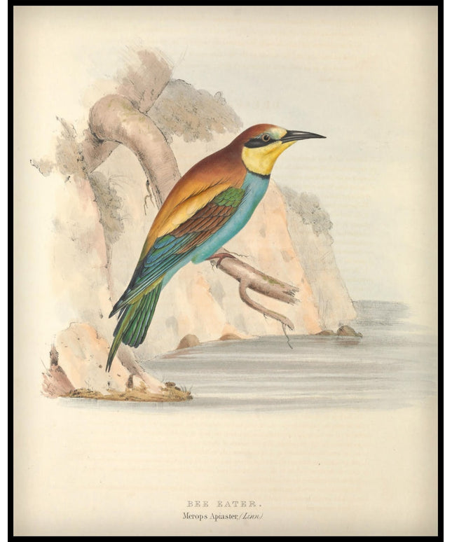 Merops Apiaster Poster