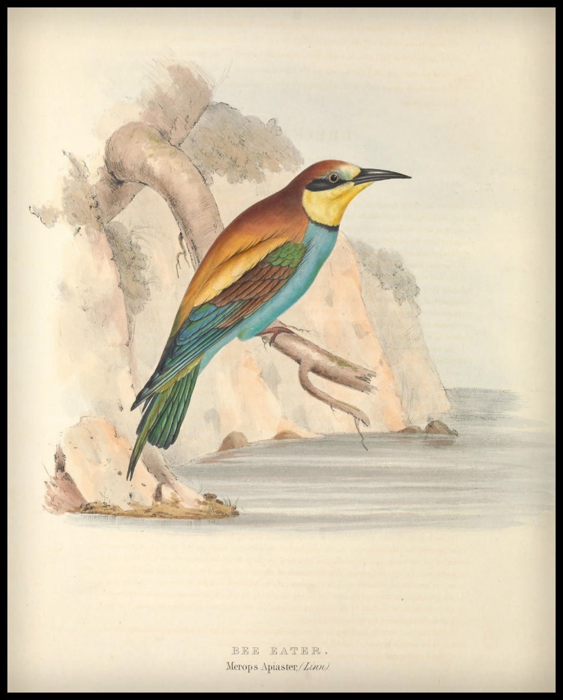Poster Merops Apiaster