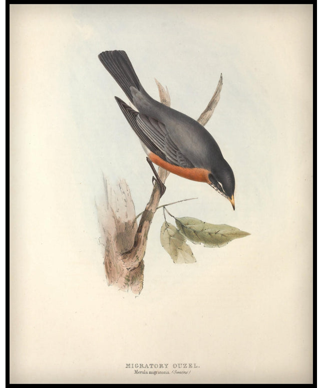 Merula Migratoria Poster