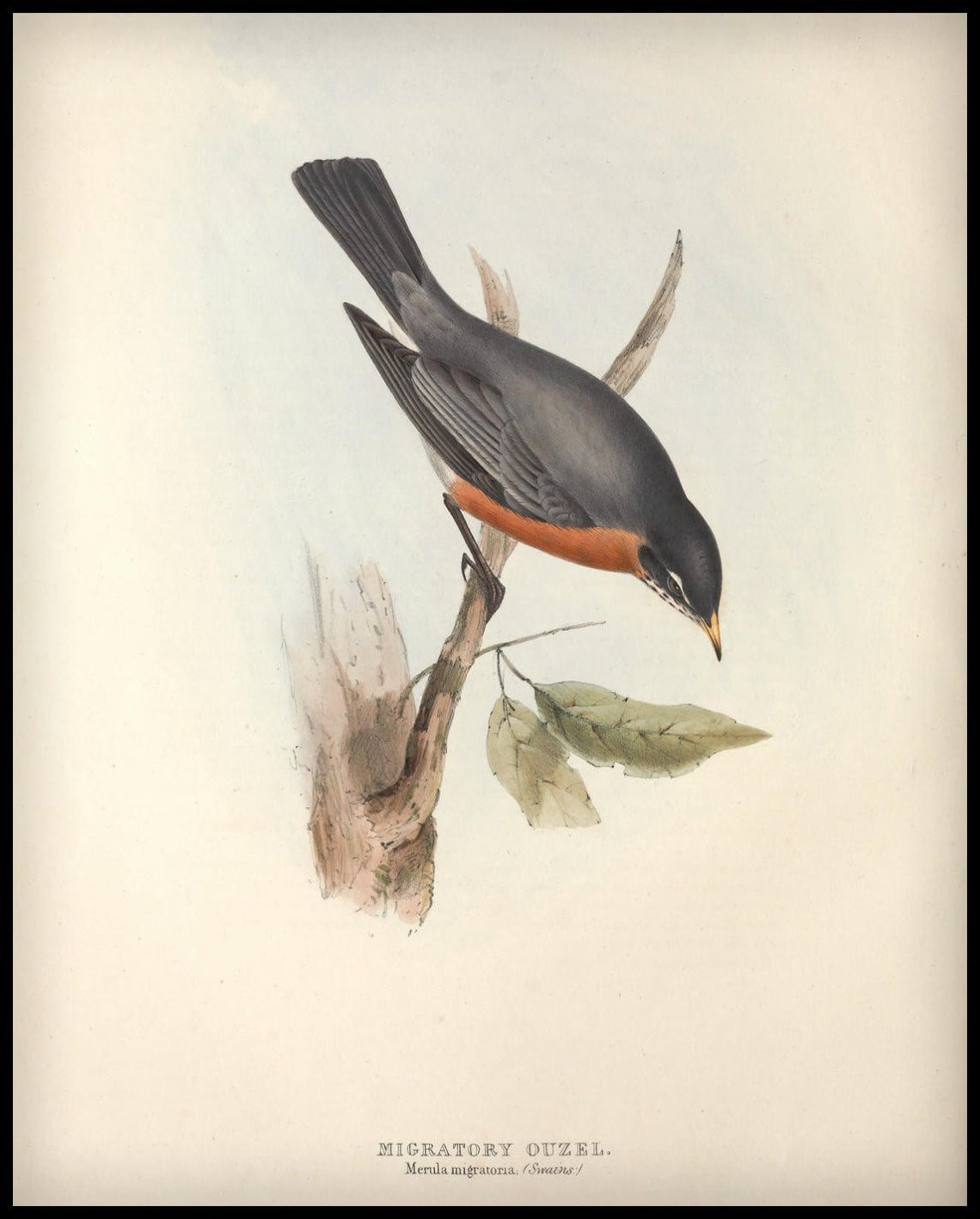 Affiche Merula Migratoria