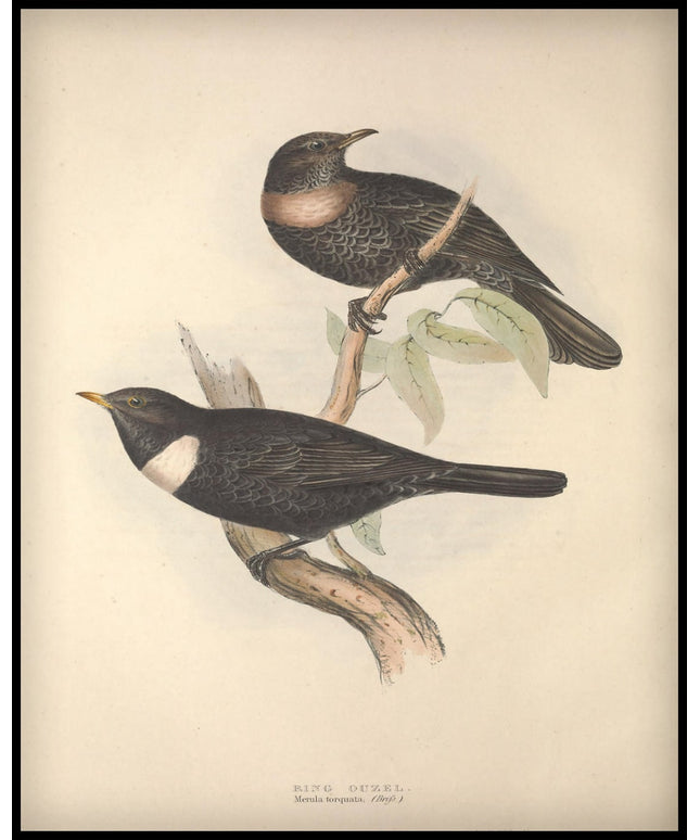 Merula Torquata Poster