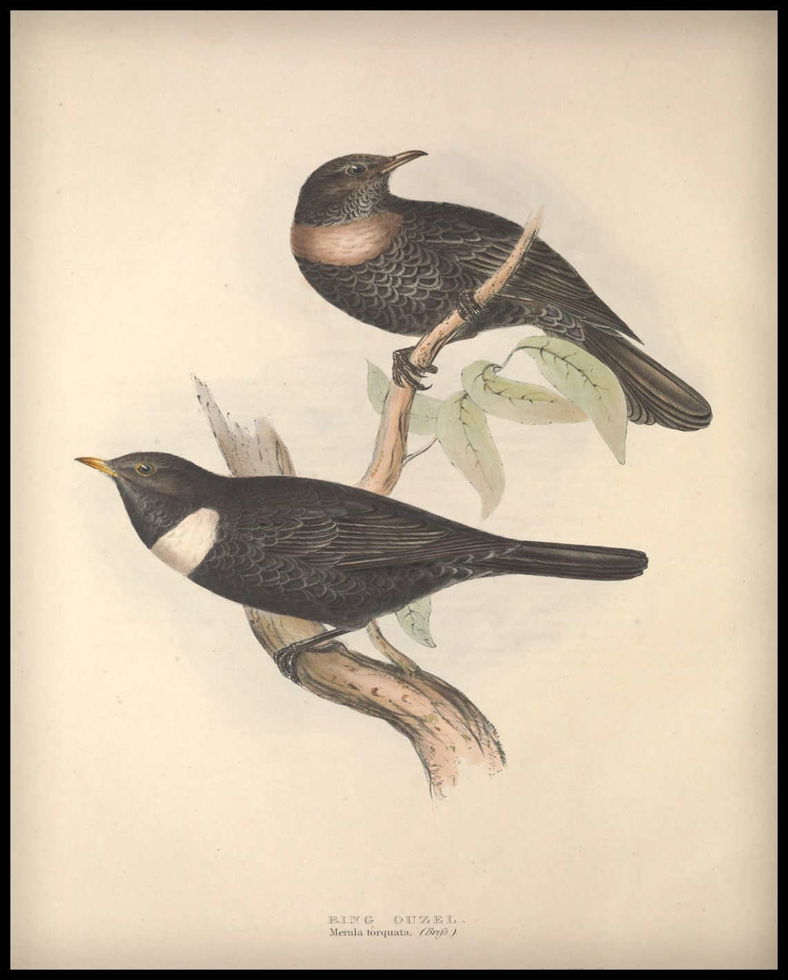Affiche Merula Torquata