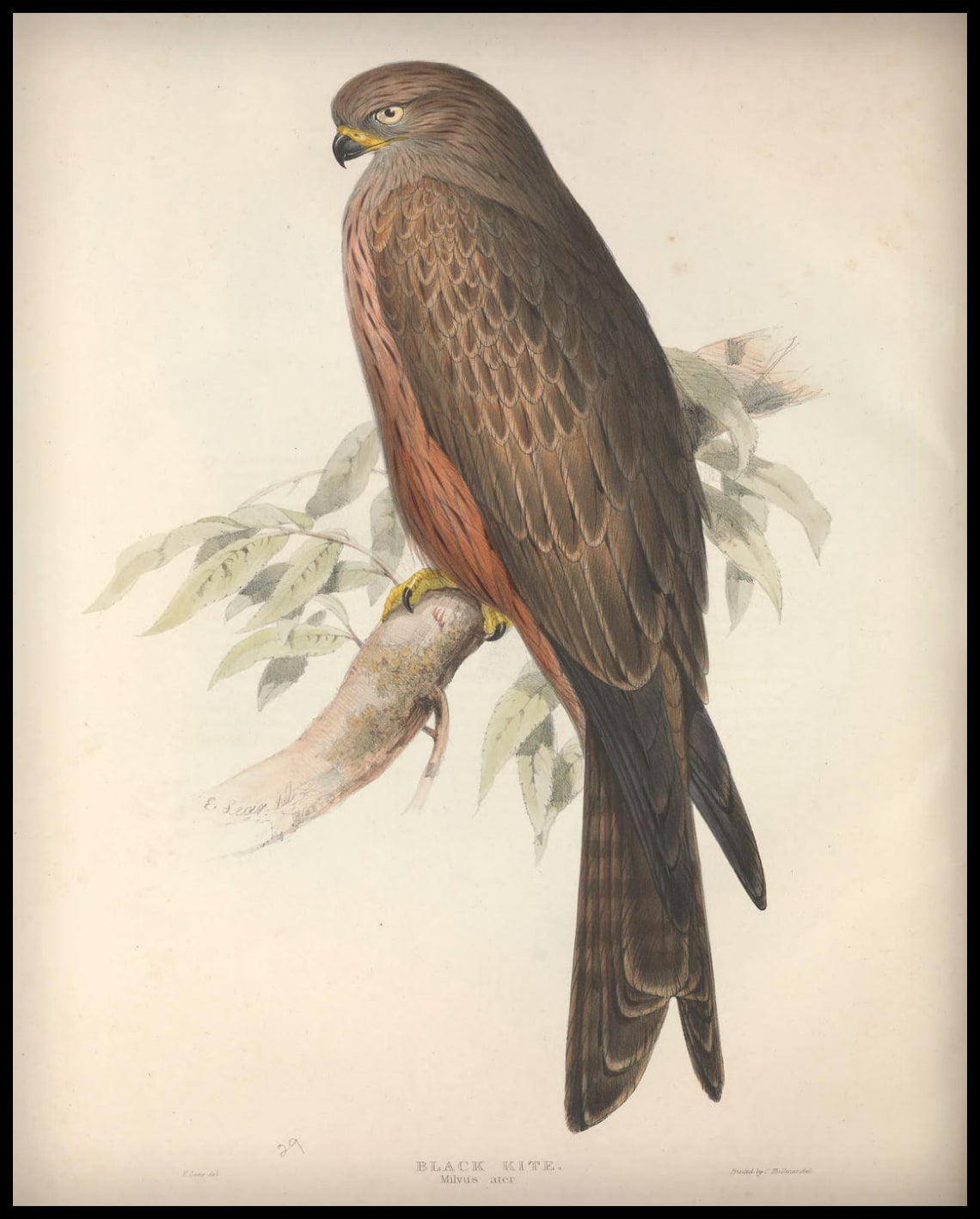 Affiche Milvus Ater