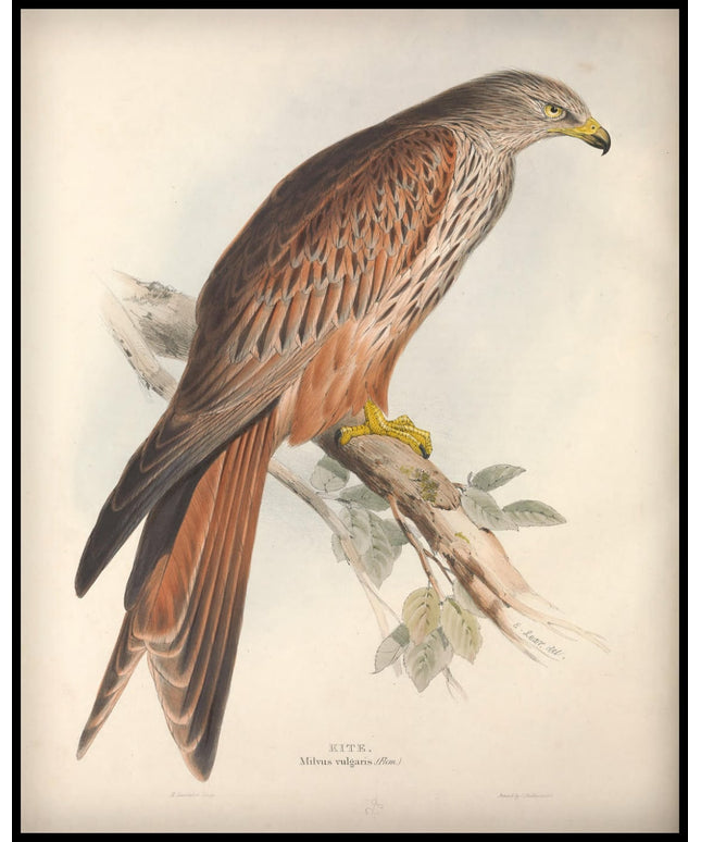 Milvus Vulgaris Poster