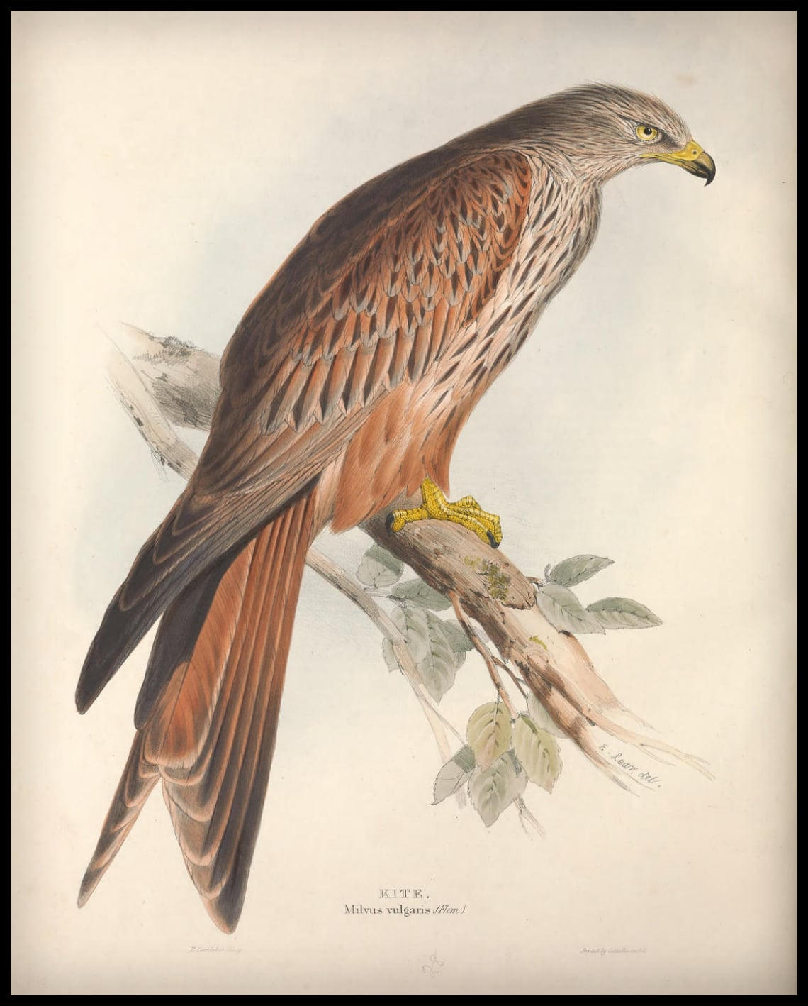 Affiche Milvus Vulgaris