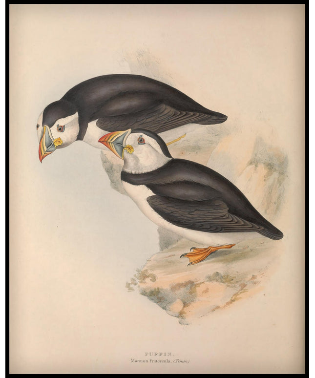 Mormon Fratercula Poster