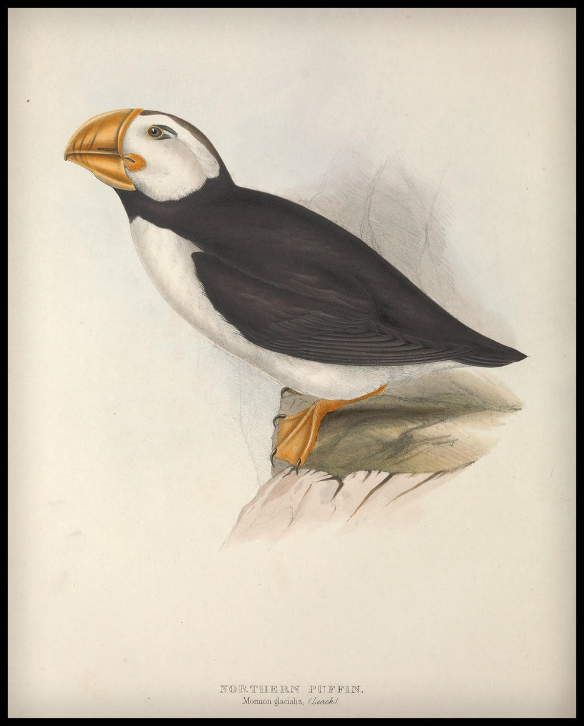 Poster Mormon Glacialis