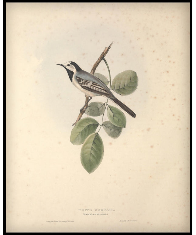 Motacilla Alba Poster
