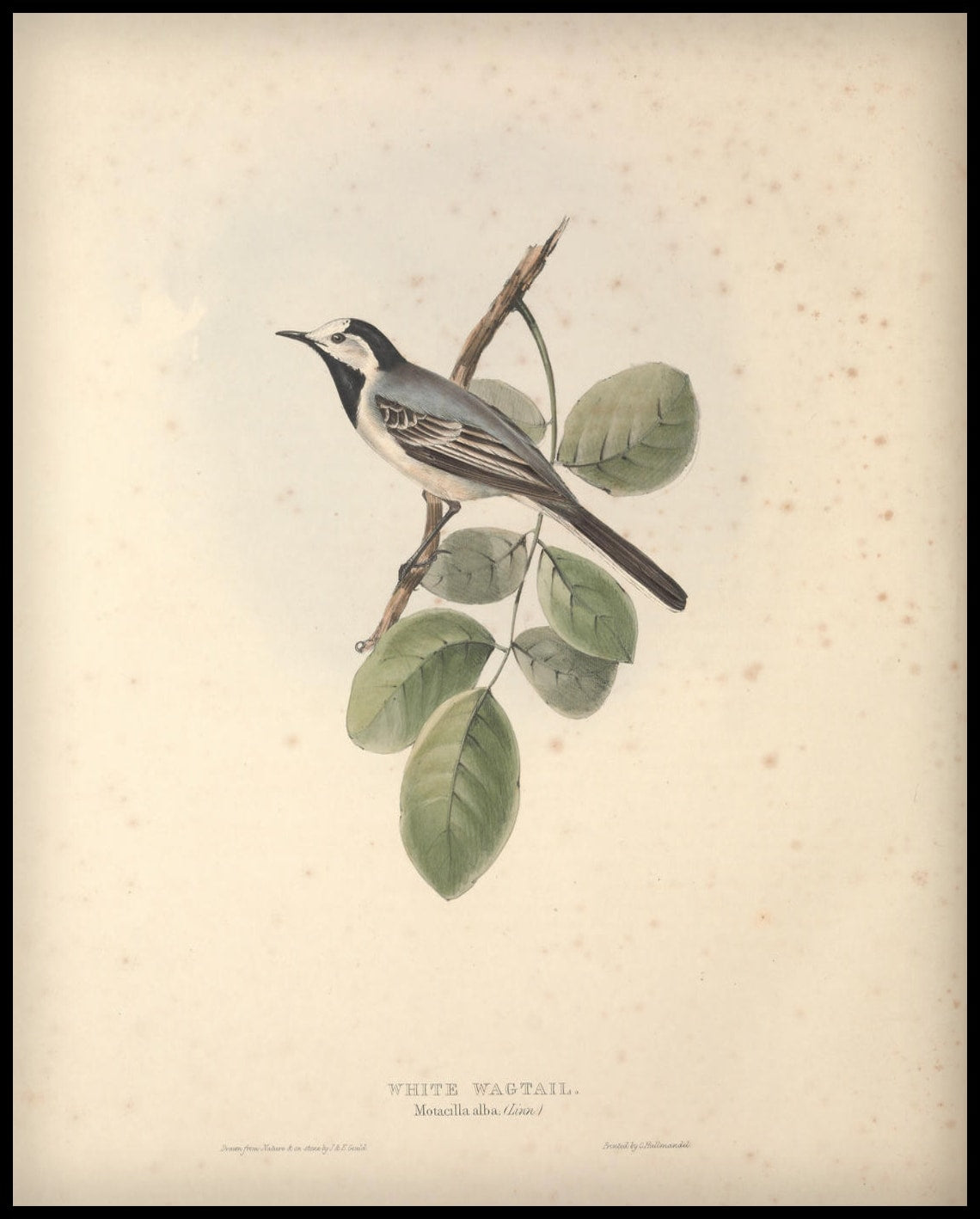 Affiche Motacilla Alba