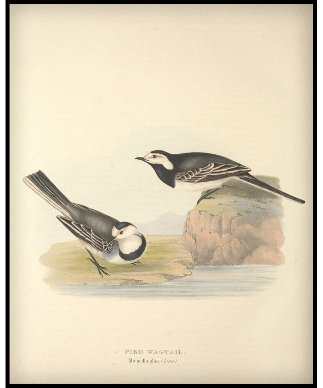 Motacilla Alba Poster