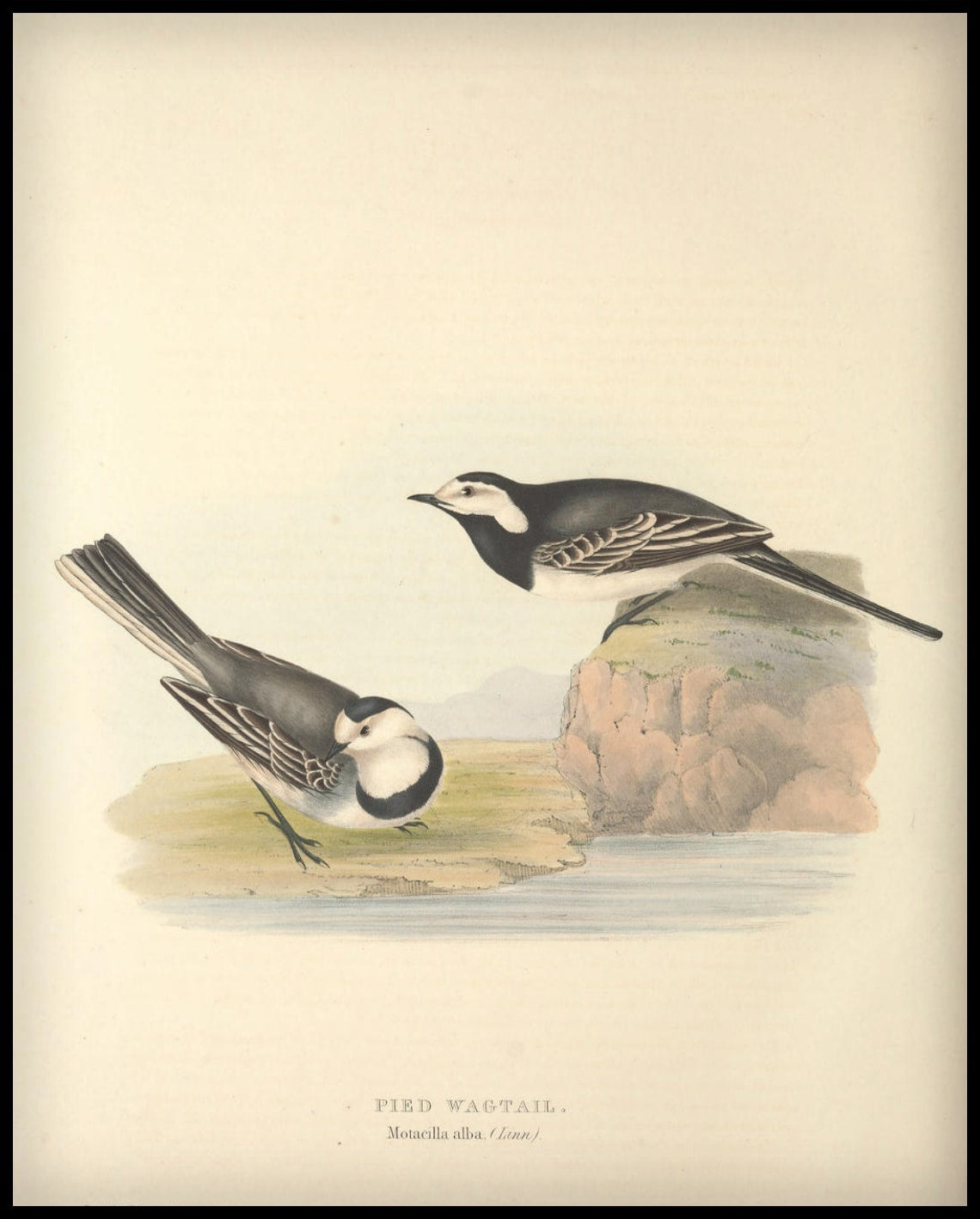 Affiche Motacilla Alba