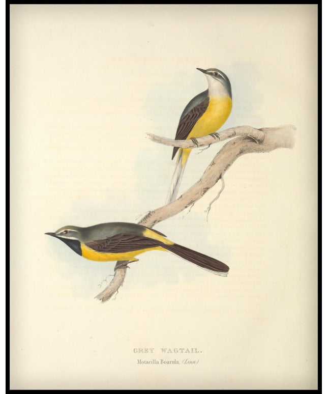 Motacilla Boarula Poster