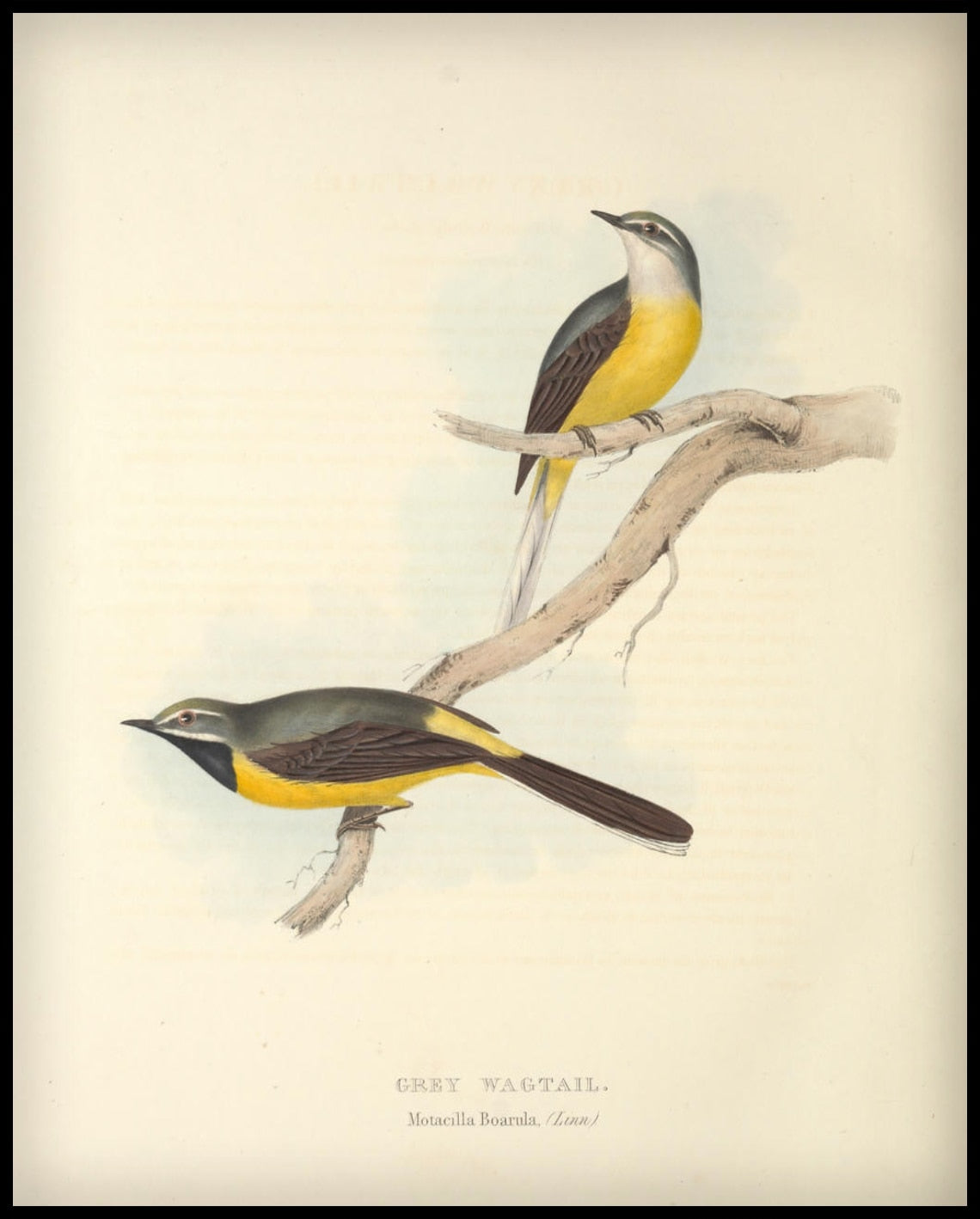 Affiche Motacilla Boarula