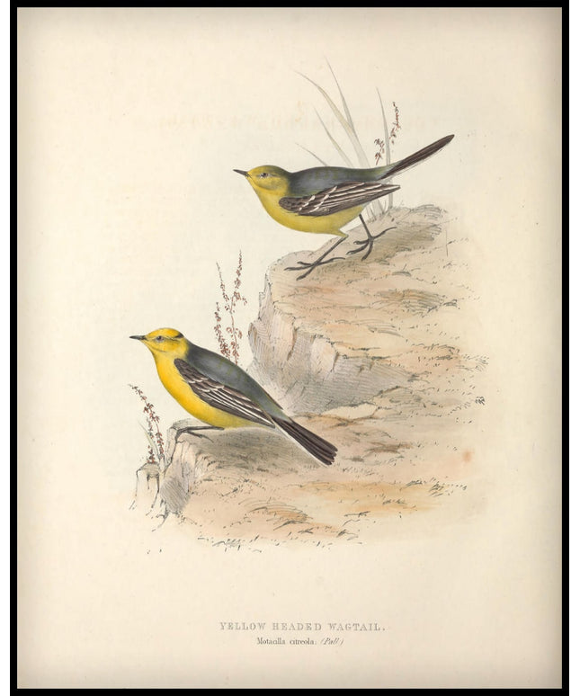 Motacilla Citreola Poster