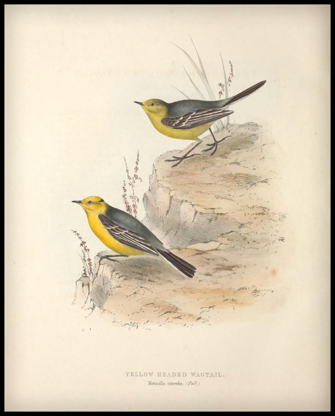 Affiche Motacilla Citreola