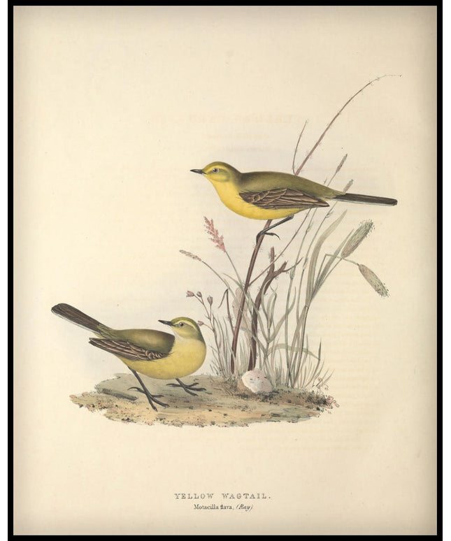 Motacilla Flava Poster