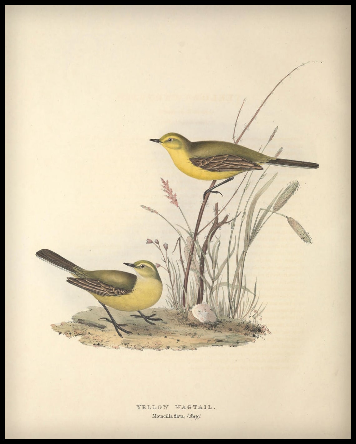 Affiche Motacilla Flava