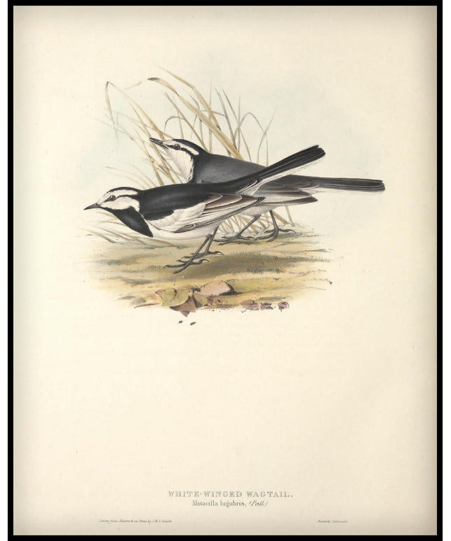 Motacilla Lugubris Poster